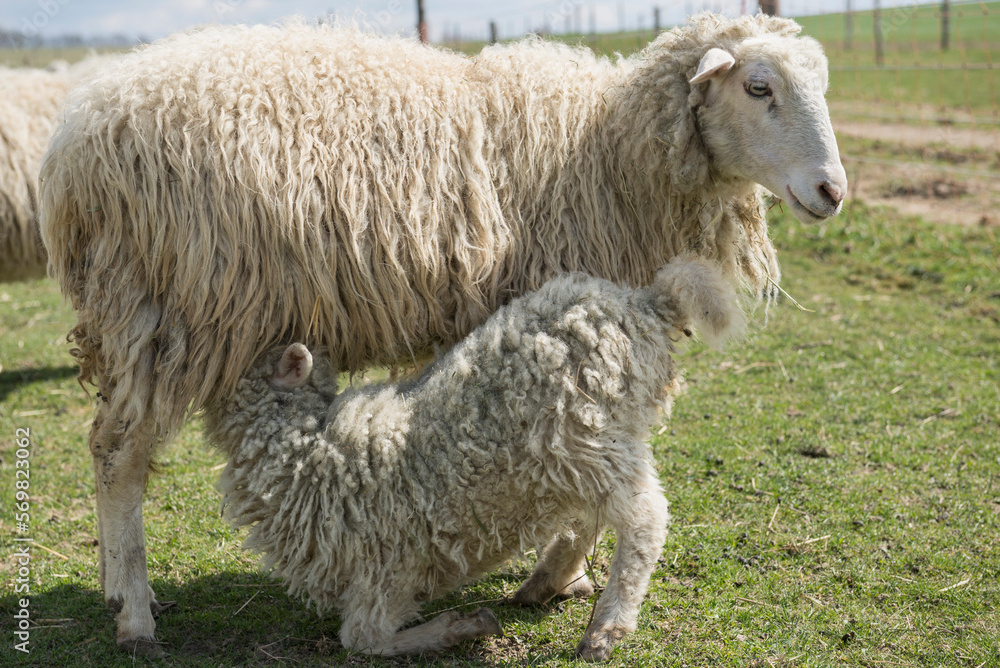 Sheep feeding lamb in field, Bavaria, Germany Sheep feeding lamb in field, Bavaria, Germany