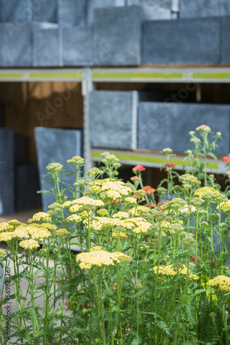 Achillea millefolium flowers for sale in garden centre, Augsburg, Bavaria, Germany photo