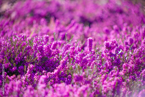 Heather flowers in the garden. Floral background. Violet, lilac flower. Field of pink heather. Blooming Calluna vulgaris flowers in forest