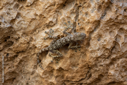 Gecko on a desert rock