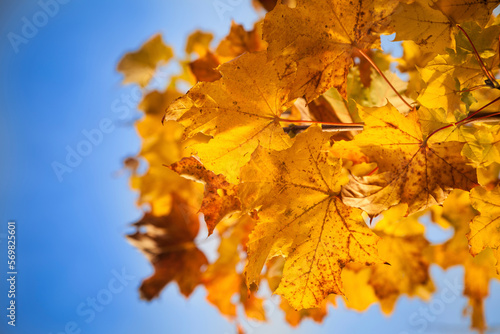 Autumn maple leaves blue sky detail close up