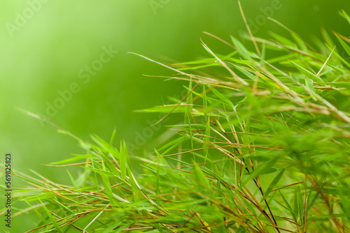 miniature bamboo grass
