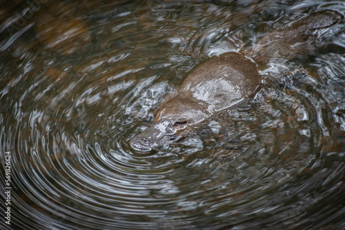 Platypus