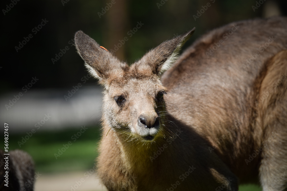 Australian kangaroo is in the zoo habitat near to the fence. They have beautiful place for living.