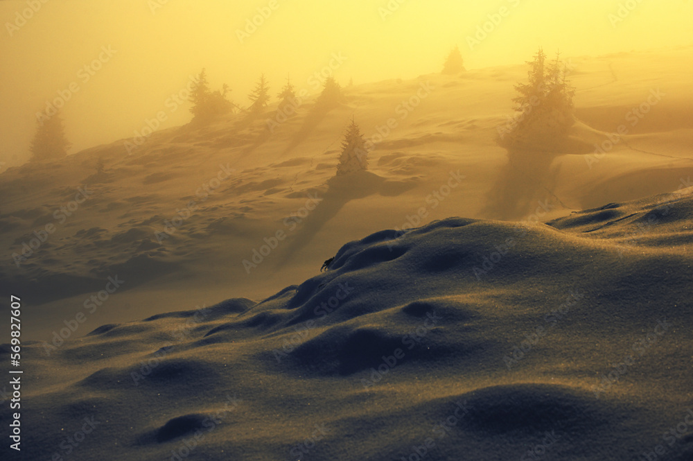 Trees in Winter in Ciucas Mountains, Romania