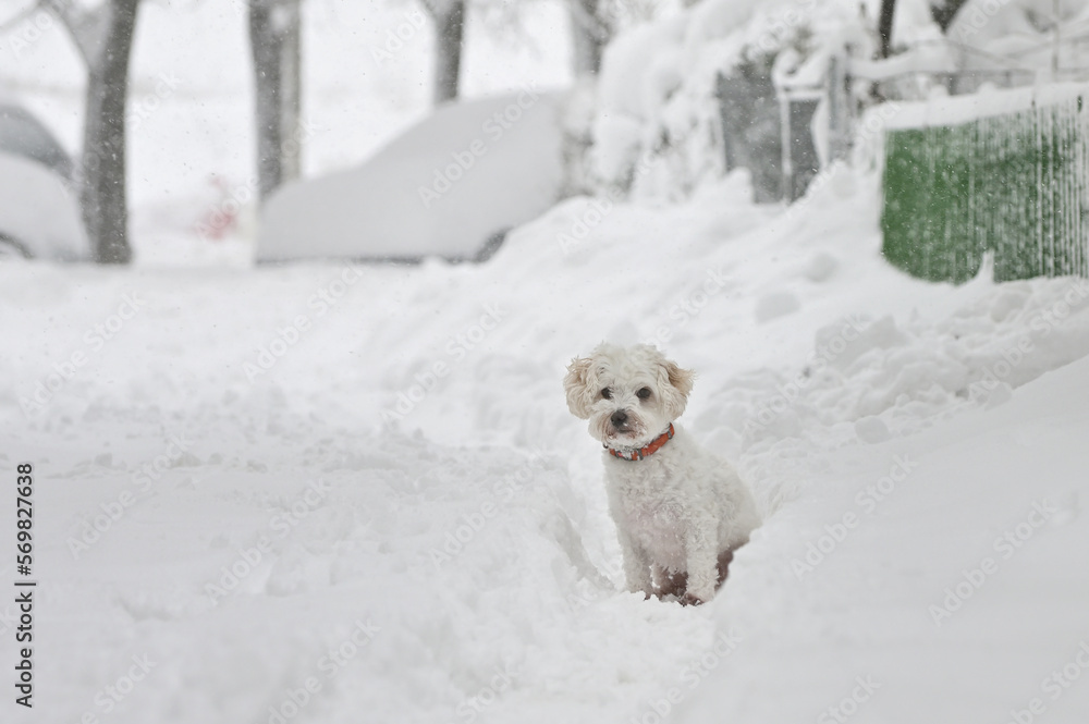 Portrait Of A White Bichon Maltese In Winter