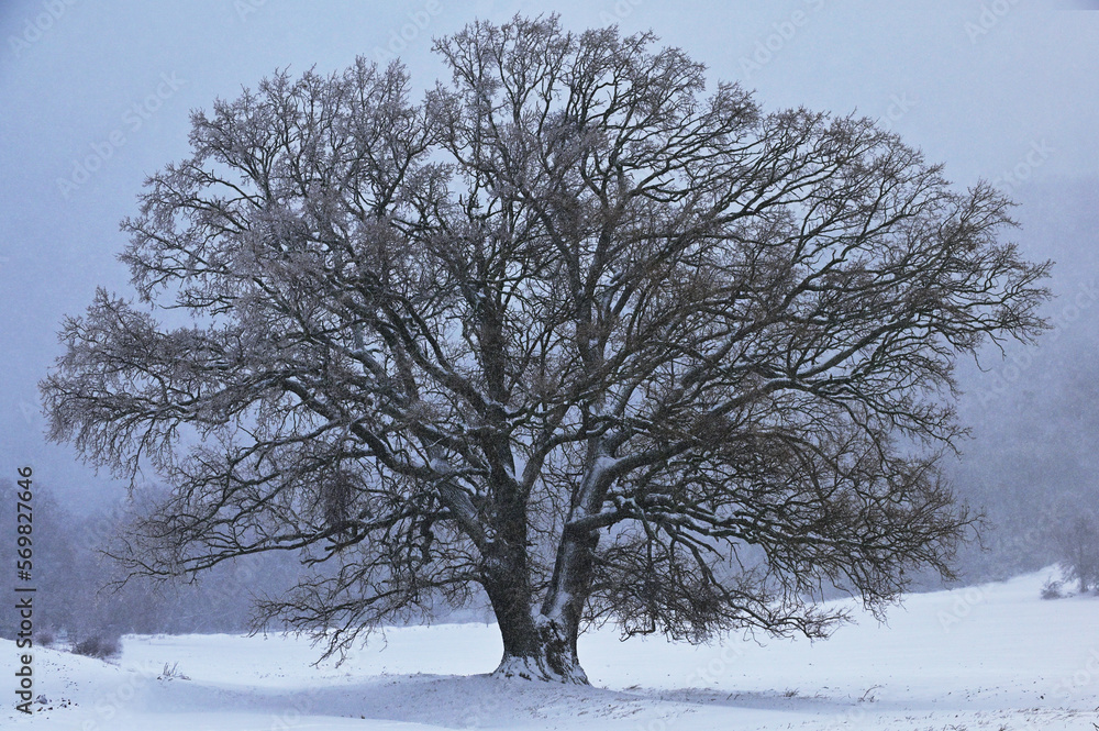 Oak Tree in Dobrogea, Romania in Winter Time
