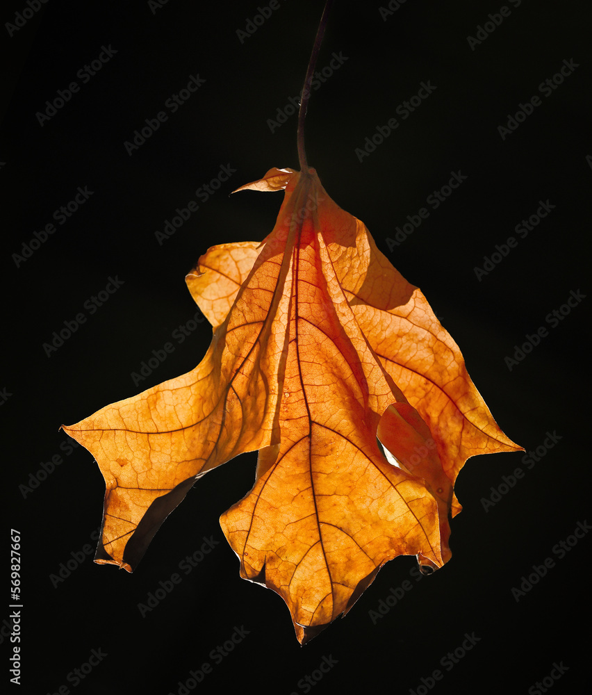 Autumn Fallen Leaf Against Dark Background