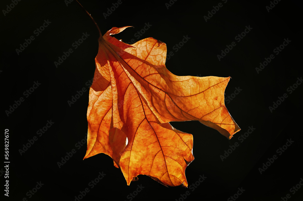 Autumn Fallen Leaf Against Dark Background