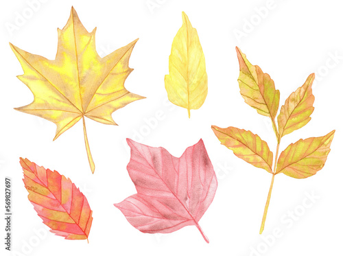 Watercolor colorful Autumn leaves set. Hand painted illustration