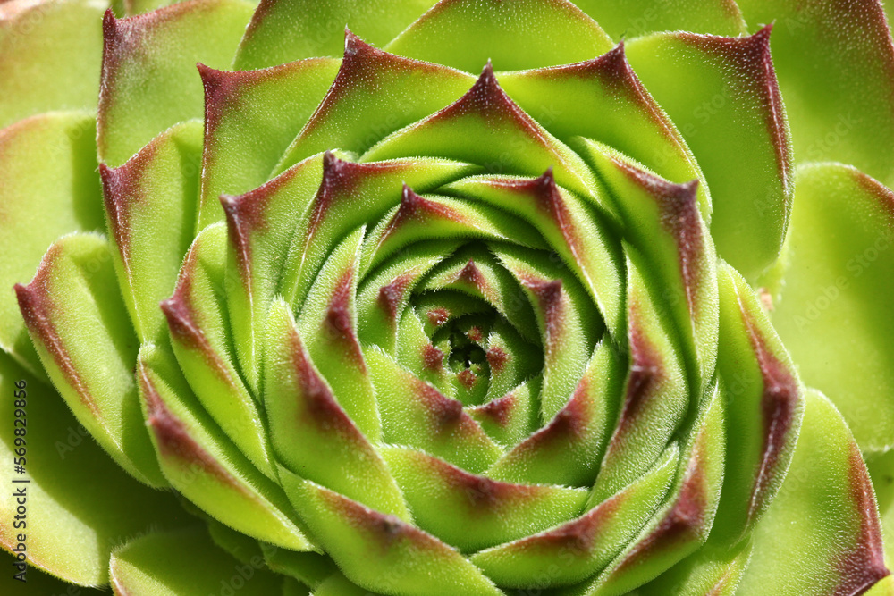 Closeup detail of colorful sempervivum - houseleek varieties sitting close together in the perennial alpine rock garden	