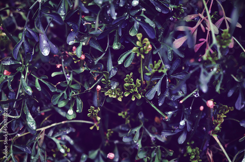 Ruta Graveolens (herb of grace) close up. Blue. Magenta. Blurred background photo