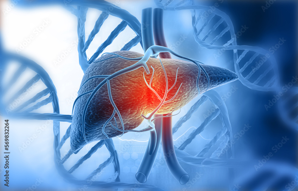 Human liver anatomy on scientific background. Digital 3d illustration