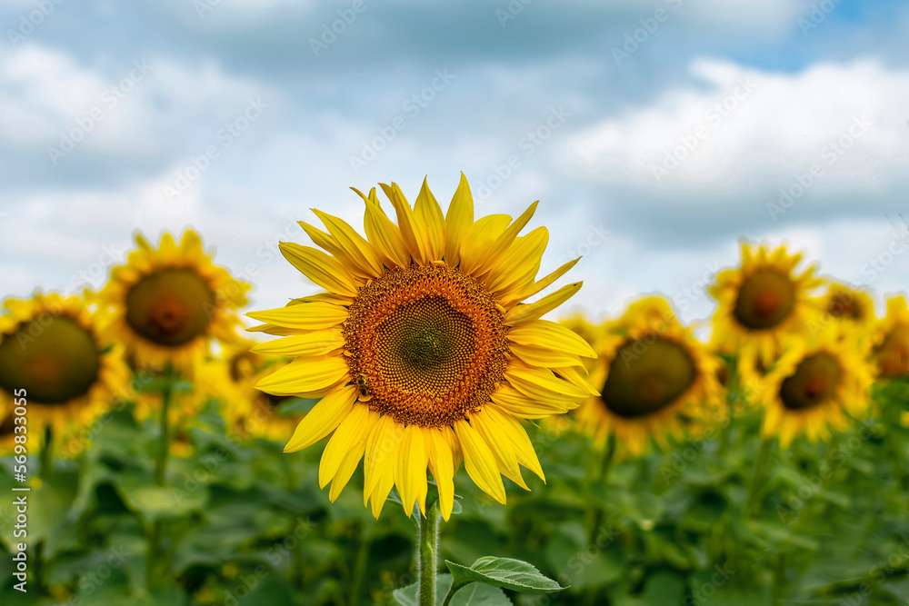 Fototapeta premium Bright yellow sunflower against the sky.
