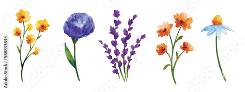 Wild flowers set in watercolor style isolated on white background.