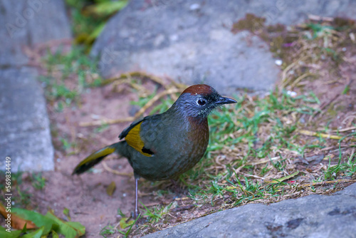 Beautiful Silver-eared Laughingthrush bird at Doi Inthanon national park standing on the ground. Live on the top of Doi Inthanon Nation Park in Chiang Mai, Thailand. photo