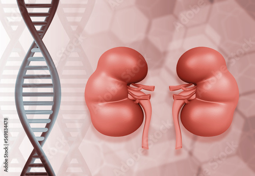 DNA strand with  kidney. 3d  illustration. photo