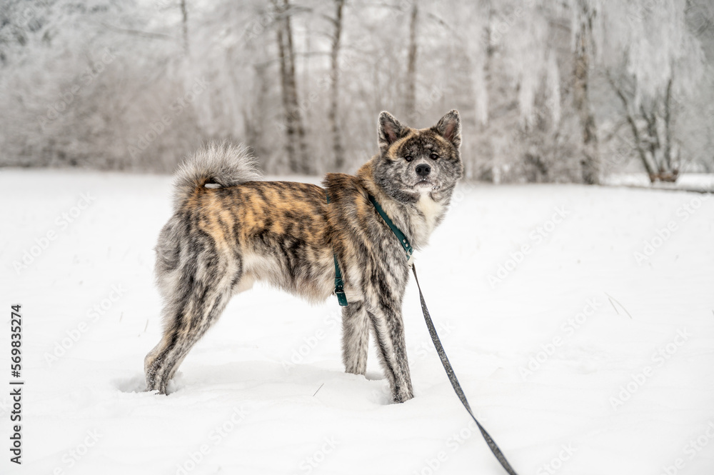Cute akita inu dog with gray orange fur is standing in the snow during winter Cute akita inu dog with gray orange fur is standing in the snow during winter