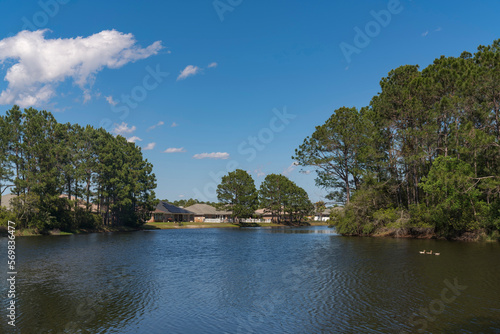 River with ducks running through the forest near the residential area in Navarre  Florida. Wide river with tall trees on the shore near the bungalow houses on the right.