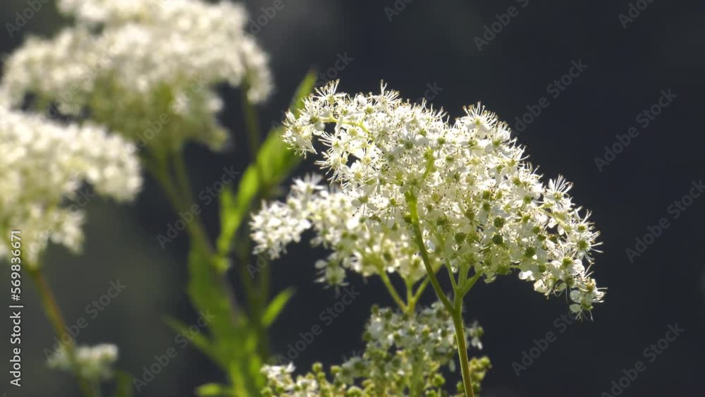 Southern Urals, flowering meadowsweet (Filipendula ulmaria) in the field. Southern Urals, flowering meadowsweet (Filipendula ulmaria) in the field.