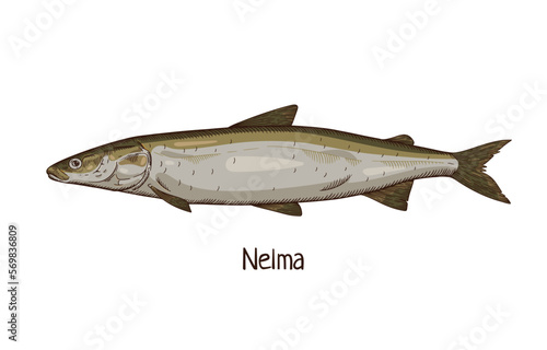 Stenodus nelma, vintage-styled drawing of sea, ocean fish. Marine sheefish, saltwater animal species. Detailed realistic hand-drawn vector illustration isolated on white background