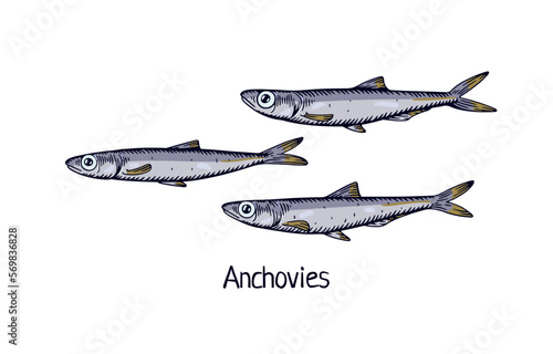Anchovies, detailed drawing in retro realistic style. Vintage drawn sea, ocean fish, small marine fauna. Saltwater animal species. Handdrawn vector illustration isolated on white background