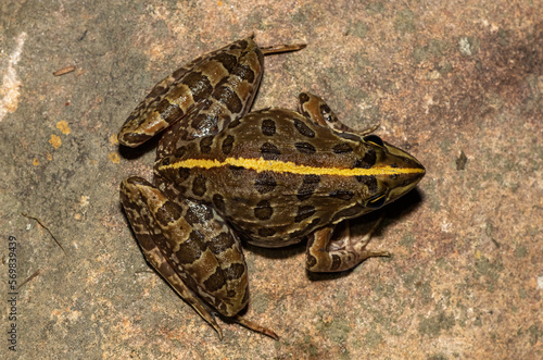 Common river frog (Amietia angolensis)	