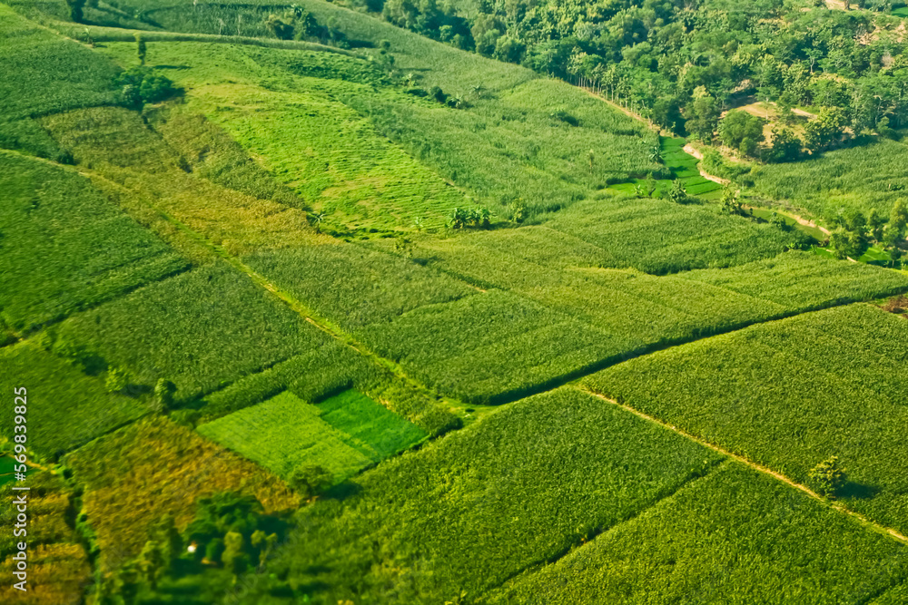 Aerial view of a palm plantation