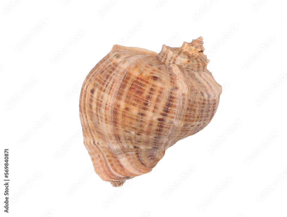 Big brown seashell on a white background Big brown seashell on a white background