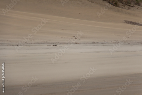 Close up of sand dunes at Pouto Beach  New Zealand.