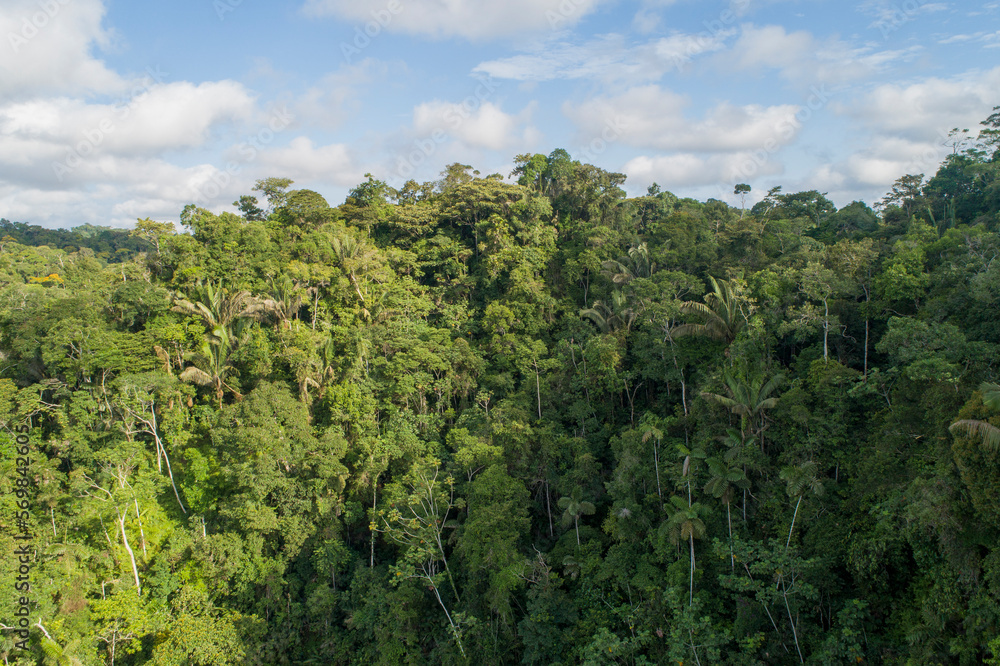 Amazon jungle landscape from the east of Ecuador