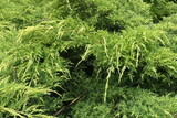 Young branches of juniper with yellowish green foliage in mid June