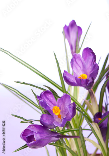 Fototapeta Naklejka Na Ścianę i Meble -  crocuses spring flowers on a blue background