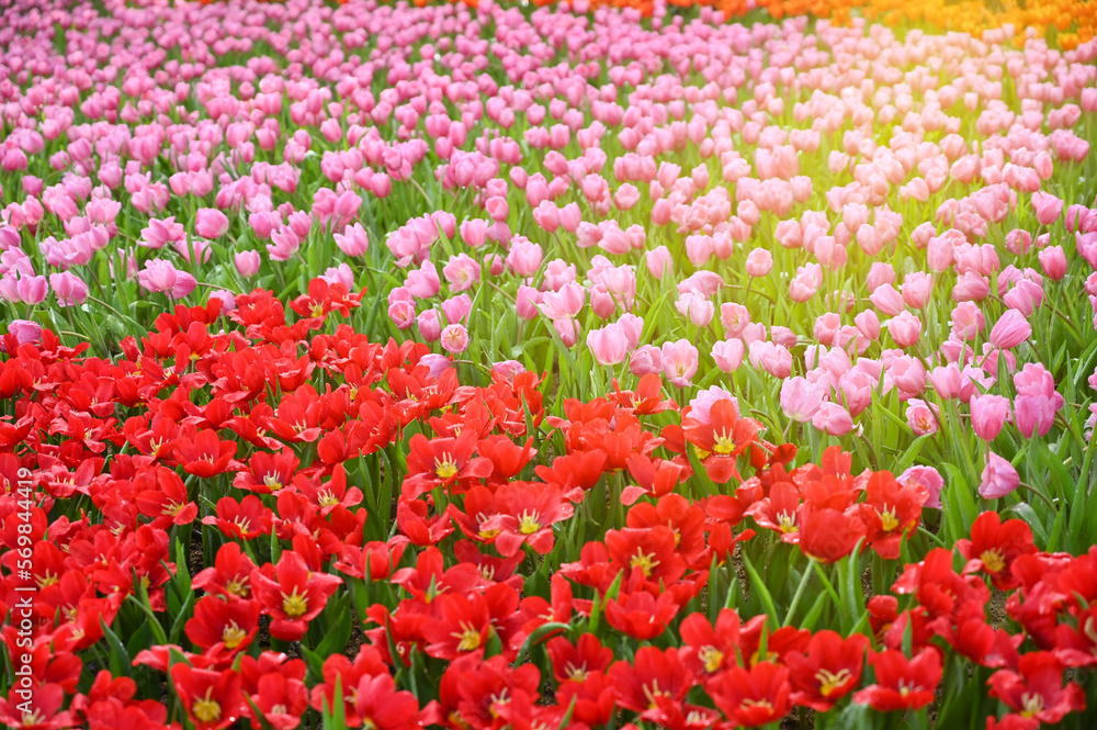 beautiful tulip in the garden, natural background