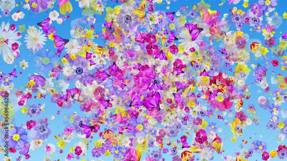Colorful spring flowers explode in the blue sky. Background for easter, wedding. 59,94fps Colorful spring flowers explode in the blue sky. Background for easter, wedding. 59,94fps