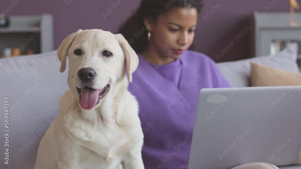 Young beautiful Biracial woman working on laptop, sitting on couch at home with cute labrador retriever Young beautiful Biracial woman working on laptop, sitting on couch at home with cute labrador retriever