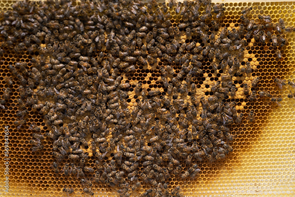 Golden colorful honeycomb, many bees on a beehive frame,climate change Golden colorful honeycomb, many bees on a beehive frame,climate change