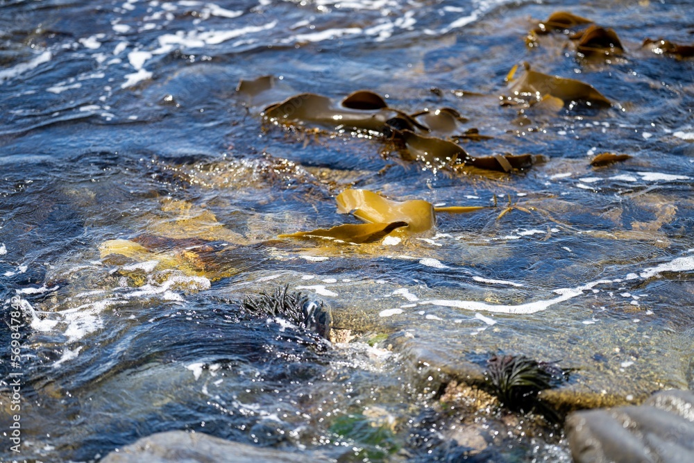 Seaweed and bull kelp growing on rocks in the ocean in australia. Waves ...