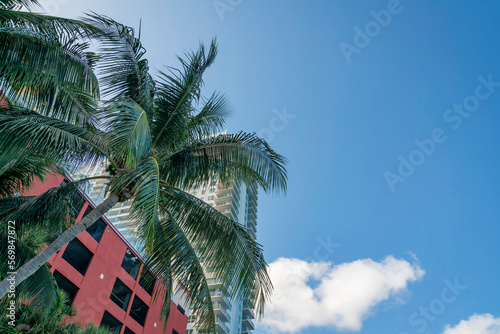 Views of slanting coconut tree outside a red brown building near the condo under the sky- Miami, FL. Low angle view of a coconut tree outside a building with screen windows. © Jason