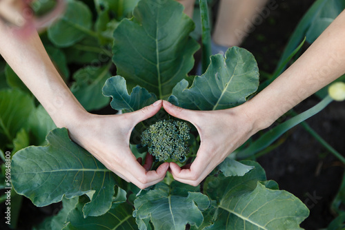 made a heart of love for vegetables on of green cabbage photo