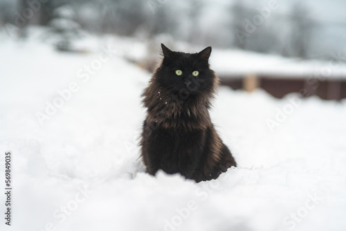 Black Cat in the Snow With Yellow Gazing Eyes photo