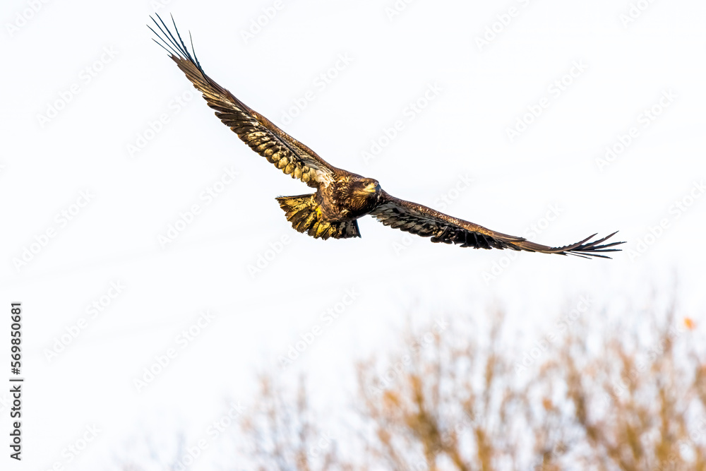 Fototapeta premium eagle in flight