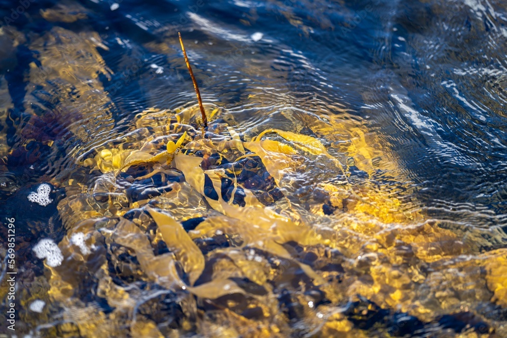 Seaweed and bull kelp growing on rocks in the ocean in australia. Waves ...