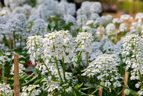 white iberis amara flower in flower garden.