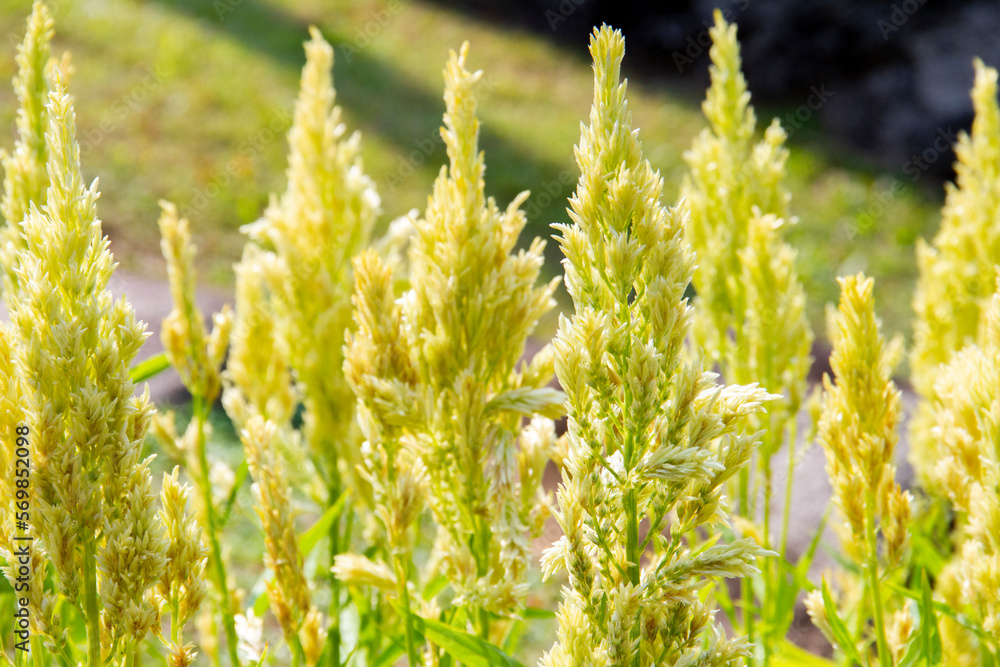 Fluffy yellow celosia flower blossoms (celosia plumosa), in bloom in a flower garden. Fluffy yellow celosia flower blossoms (celosia plumosa), in bloom in a flower garden.