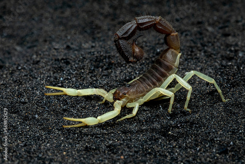 Scorpion Parabuthus schlechteri, origin from South Africa.
