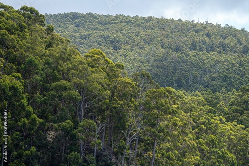 Australian bush. native forest and plantation.