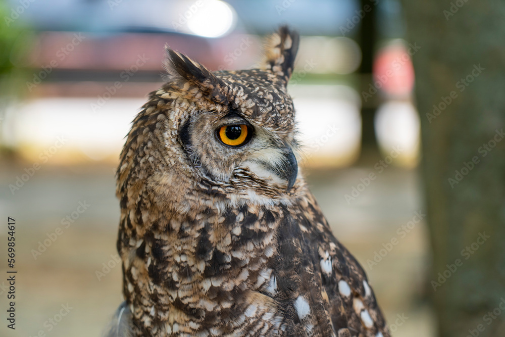 Bubo Bubo owl portrait in the park. Close up photo. Bubo Bubo owl portrait in the park. Close up photo.