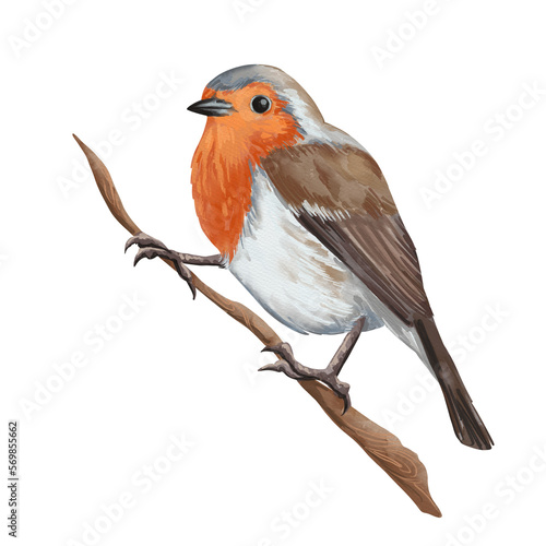 Watercolor forest robin bird illustration Fototapet