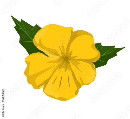Vector illustration, Turnera diffusa or called as damiana, isolated on white background.